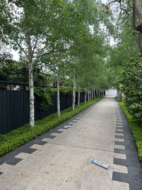 Silver Birch Driveway, Narrow Driveway Gate, Narrow Driveway Landscaping, Fenced Driveway, Driveway Planters, Driveway Trees, Landscape Driveway, Entrance Landscape, Modern Rustic House