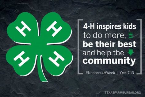 4h Leadership Posters, 4h Week Ideas, 4h Quotes, 4h Shirts, 4h Clover, Agriculture Science, Cattle Showing, Showing Cattle, 4 H Clover