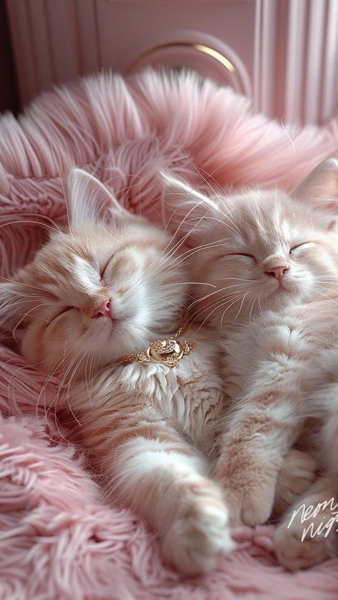 Cat Wallpapers, Cat Hacks, Image Chat, Cute Little Kittens, Cute Cat Wallpaper, Cute Cats Photos, Cat Owner, Cute Animal Photos