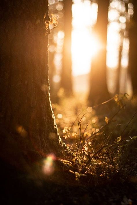 Germany Nature, Golden Hour Aesthetic, Backgrounds Nature, Sun Aesthetic, Forest Sunset, Golden Hour Photography, Forest Background, Blue Aesthetic Pastel, Sunset Background