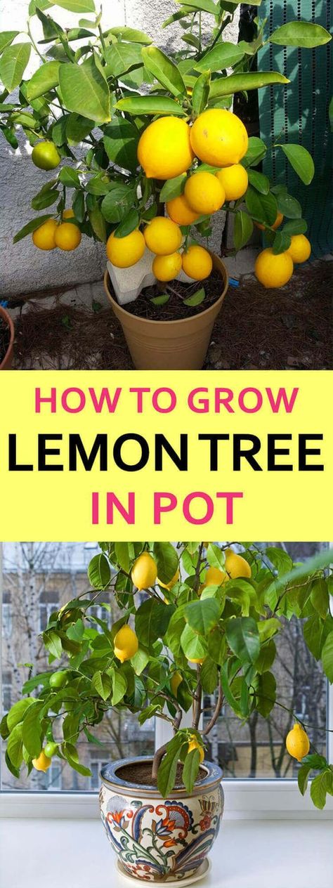 How Lemon Trees Make You a Better Garden Lover - Home Gardeners Lemon Trees In Pots, Lemon Tree In A Pot, Lemon Tree Potted, Lemon Tree From Seed, Trees In Pots, Grow Lemon, Growing Lemon Trees, Tree In A Pot, Gemüseanbau In Kübeln