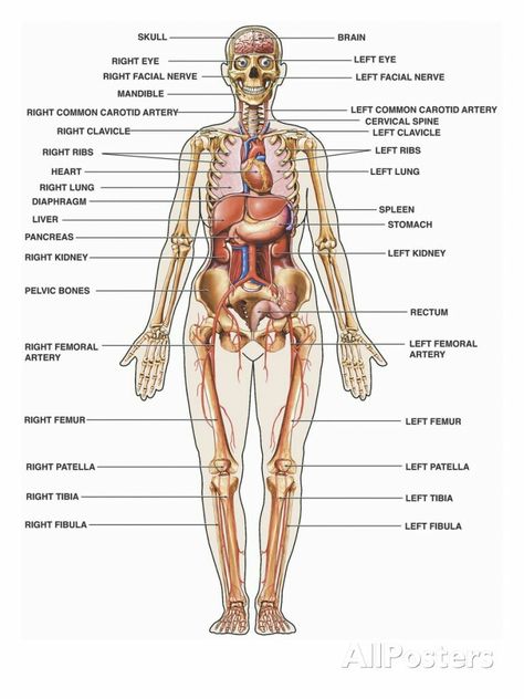 Human Organ Diagram, Body Organs Diagram, Body Anatomy Organs, Human Anatomy Picture, Human Body Diagram, Human Anatomy Female, Picture Of Body, Anatomy Organs, Body Images