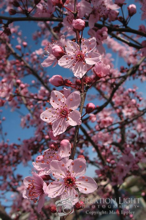 Spring Trees Photography, Cherry Bollosom Tree, Blooming Cherry Trees, Cherry Orchard Aesthetic, Cherry Tree Aesthetic, Dsmp Aesthetics, Trees Reference, Cherry Blossom Leaves, Chinese Blossom