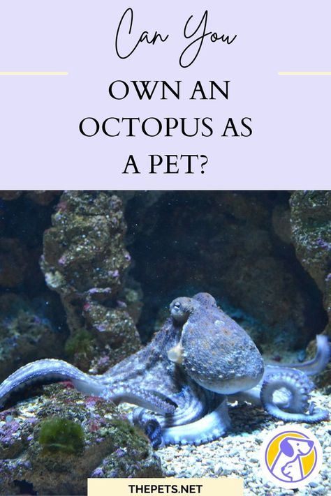 How much does a pet octopus cost? How long does a pet octopus live? Pet Octopus, Octopus Tank, Poodle Dog, Mental And Emotional Health, Teaching Science, Emotional Health, Made Goods, Things To Know, Pet Owners