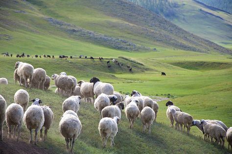 Stefan Schinning, Mongolian sheep - A herd of sheep in the Orkhon valley, Mongolia. Sheep Herding, Herd Of Sheep, Goat Herding, Sheep Farm, The Sheep, House Of Dragons, Take Your Time, Every Thing, Mongolia