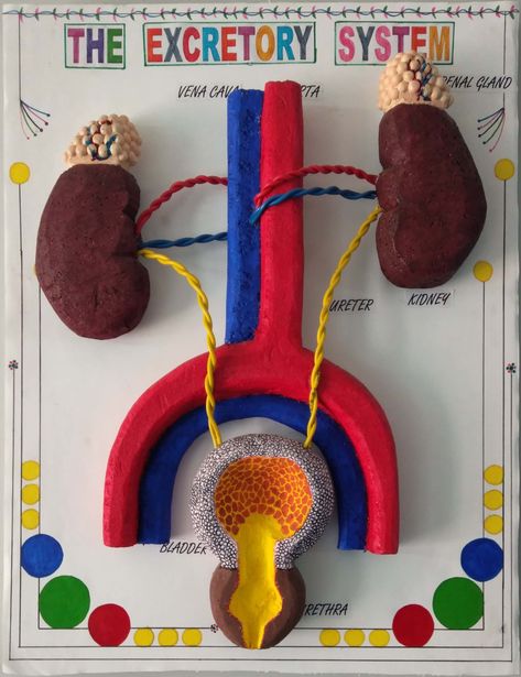 Excretory System Projects, Excretory System Model, Trigonometry Project, Biology Models Projects Ideas, Chemistry Project Ideas, Biology Models, The Excretory System, Science Pics, Science Exhibition Ideas