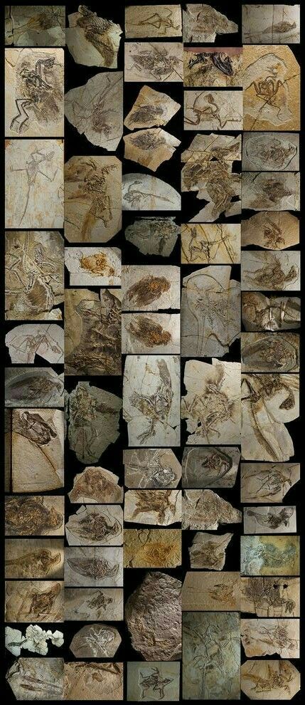 Feathered Dinosaurs, Fossil Hunting, Rocks And Fossils, Men Stuff, Prehistoric World, Ancient Animals, Extinct Animals, Dinosaur Fossils, Prehistoric Creatures