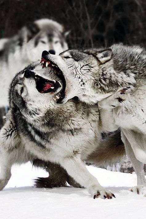 My Next Relationship, Wolf Poses, Angry Wolf, Angry Animals, Wolf Images, Wolf Photos, Gray Wolf, Timber Wolf, Wolf Love