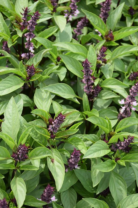 Ocimum Basilicum, Thai Basil Chicken, Lafayette Louisiana, Basil Plant, Basil Chicken, Thai Basil, Sweet Basil, Outdoor Pots, Garden Centre