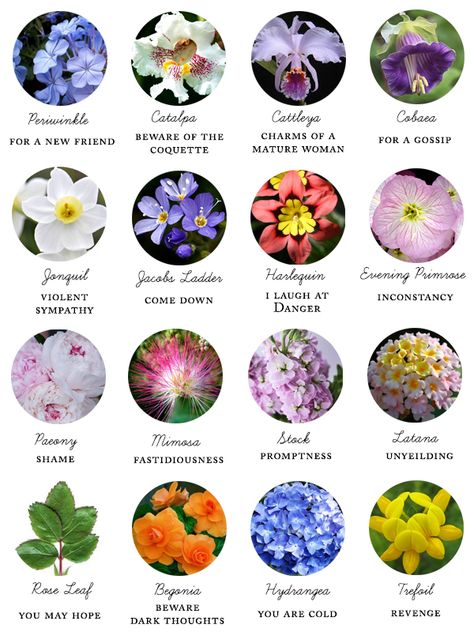 Primrose Flower Meaning, Talking Flowers, Flower Symbolism, South Alabama, Flying Flowers, Jacob's Ladder, Flower Meanings, Rose Leaves, Name List