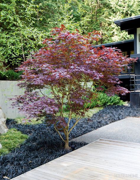 Black mondo grass accents the crimson leaves of this ‘Bloodgood’ Japanese maple. | Photographer: Janis Nicolay | Designer: Considered Design Black Mondo, Bloodgood Japanese Maple, Coral Bark Japanese Maple, Black Mondo Grass, Japanese Maple Tree, Blue Spruce, Have Inspiration, Japanese Maple, Autumn Garden