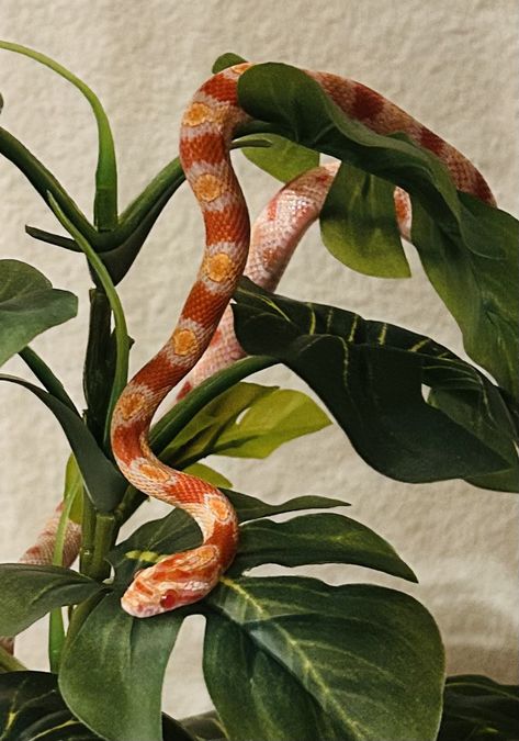 Pebble loves climbing her tree every night🥰 Corn Snake Aesthetic, Corn Snake Cute, Snake Aesthetic, Garden Snake, Corn Snakes, Pet Snakes, Garden Snakes, Snake In The Grass, Corn Snake