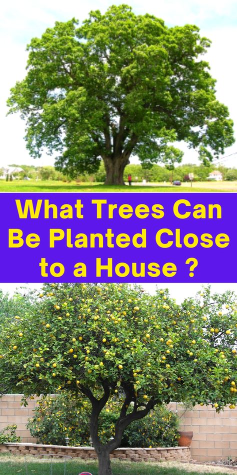 Small Tree To Plant Near House, Low Growing Trees For Front Of House, Close To House Landscaping, Trees To Plant Near House Entrance, When To Plant Trees, Oak Tree Front Yard, Best Trees To Plant Near House, Best Shade Trees Front Yards, Fruit Tree Front Yard Landscaping