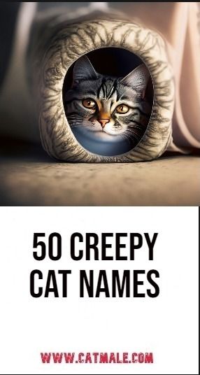 50 Creepy Cat Names Goth Cat Names, Weird Cat Names, Creepy Names, Names For Male Cats, Boy Cat Names, Weird Names, Creepy Cat, Evil Cat, Scary Cat