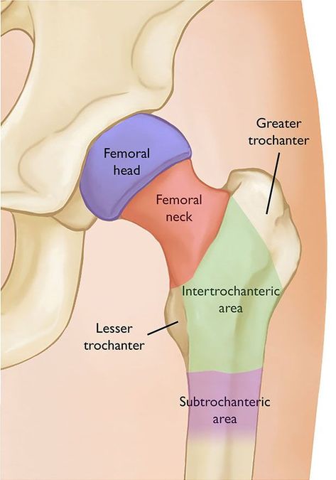 Hip Anatomy, Physical Therapy School, Human Muscle Anatomy, Physical Therapy Student, Hip Fracture, Physical Therapy Assistant, Nursing School Essential, Nursing School Motivation, Medical School Life