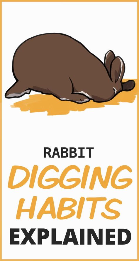 Bunny Language, Tunnels Underground, Bunny Tips, Pet Bunnies, Rabbit Facts, Rabbit Information, Flemish Giant Rabbit, Pet Rabbit Care, Pet Rabbits