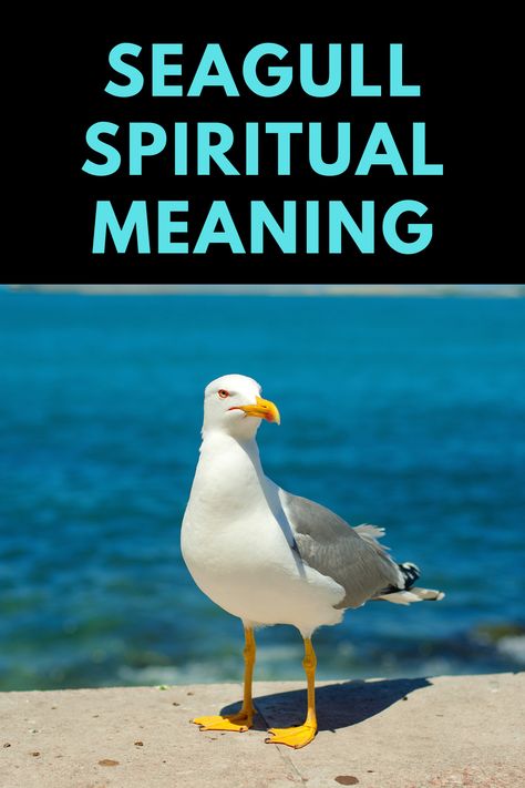 Bird Meaning, Feather Meaning, Spirit Animal Meaning, Animal Meanings, Spiritual Animal, Animal Guides, Spiritual Health, Spiritual Meaning, Spirit Guides