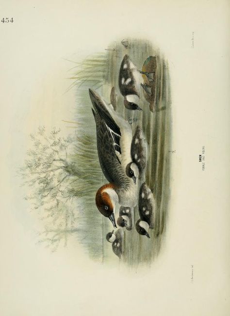 A history of the birds of Europe : including all the species inhabiting the western palaearctic region : Dresser, H. E. (Henry Eeles), 1838-1915 : Free Download, Borrow, and Streaming : Internet Archive Bird Watercolor Paintings, Mallard Duck, Old Book, Watercolor Bird, Mallard, Vintage Birds, Art Clipart, Picture Collection, Butterfly Art