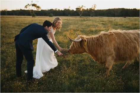 Farmer Wedding, Mountains Wedding, Cow Photos, Zoo Wedding, Backyard Weddings, Highland Wedding, Newly Married Couple, Wedding Photos Poses, Couple Photoshoot Poses