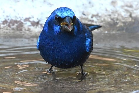 Blue bunting makes rare appearance in South Texas Texas Wildlife, Merlin Bird, Bunting Bird, Blue Bunting, Texas Coast, Pond Water Features, South Texas, Bird Watcher, Small Ponds