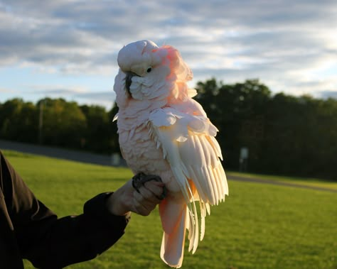 Moluccan cockatoo Pretty Parrots, Parrot Cute, Moluccan Cockatoo, Cockatoo Bird, Hope Is The Thing With Feathers, Animal Reference, Funny Birds, Parakeets, Bird Supplies