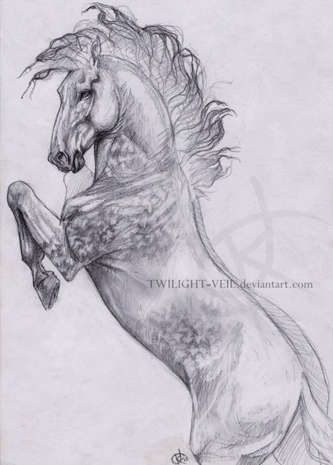 Horse Rearing Drawing, Tato Maori, Horse Rearing, Horse Art Drawing, Pencil Drawings Of Animals, Horse Sketch, Horse Illustration, Horse Artwork, Horse Tattoo