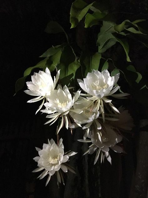 The Queen Of The Night Flower, Night Blooming Garden, Queen Of The Night Cactus, Flowers That Bloom At Night, Queen Of The Night Plant, White Queen Aesthetic, Night Queen Flower, Kadupul Flower, Gothic Plants