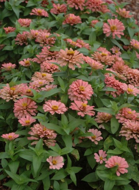 Zinnia 'Magellan Salmon' Front Yard Plants, Zinnia Elegans, The Sunflower, Summer 2014, South America, Stretching, Front Yard, Sunflower, Daisy