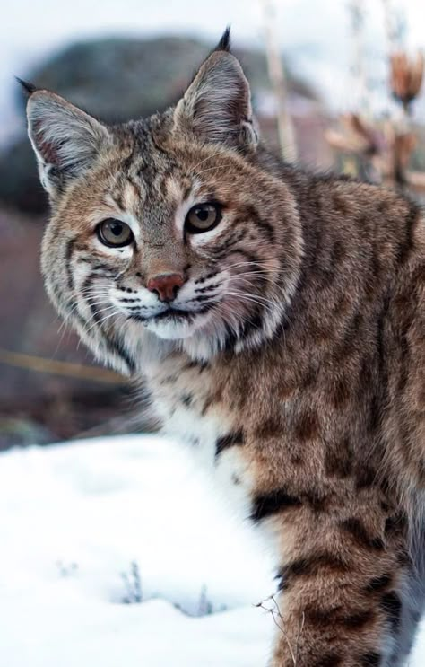 Bobcat Aesthetic, Lynx Photography, Bobcat Pictures, Canada Lynx, Bob Cat, Wild Animals Photos, Cutee Animals, Therian Mask, Wild Animals Pictures