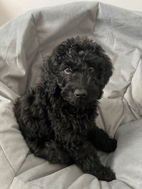 Black Labordoodle, Labradoodle Puppy Black, Black Doodles Dog, Bernedoodle Black, Golden Doodle Black, Golden Doodle Puppies, Black Golden Doodle Haircut Styles, Mini Black Poodle, Black Goldendoodle Puppy