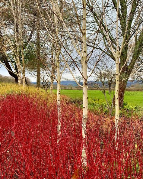 Cornus Alba Sibirica, Acres Wild, Winter Border, Betula Utilis, Pavilion Garden, Cornus Alba, Betula Pendula, Lawn And Landscape, Silver Birch