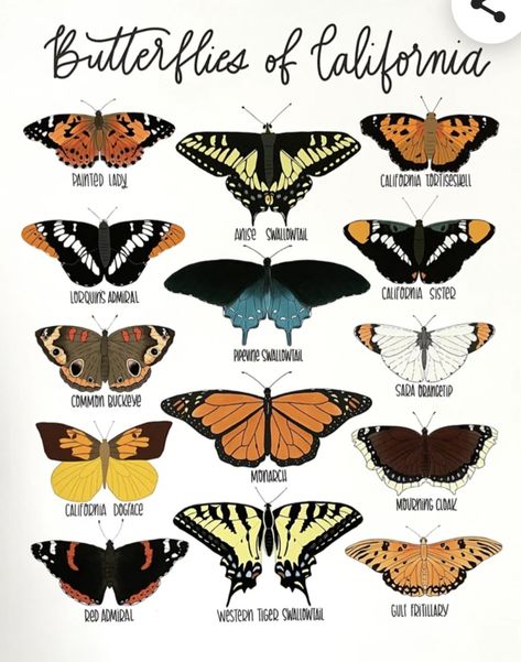 Butterfly Species Chart, Butterflies Names, Butterfly Types, Butterfly Identification, Sketch Practice, Types Of Butterflies, Butterfly Species, Thread Art, Bugs And Insects