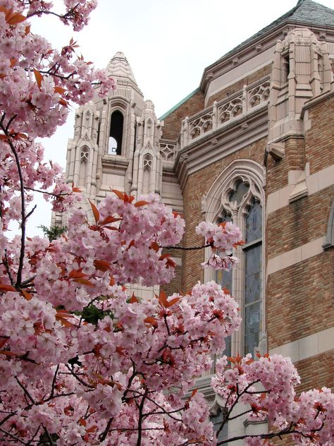 Cherry blossoms have become an icon of campus. #youW Photo by Briana Taylor Seattle Cherry Blossoms, Uw Cherry Blossoms, University Of Washington, Dream College, Design Your Dream House, Photo Contest, Beautiful Images, Cherry Blossom, Seattle