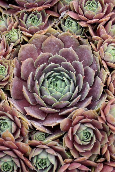 Hens and Chicks Succulent Perennial Plant Close-up Stock Photo - Image of cover, pointed: 158594150 Hens Chicks Succulents, Hens And Chicks Succulent, Mother Hen, Hens And Chicks, Succulent Plant, Perennial Plants, Planting Succulents, Hen, Perennials