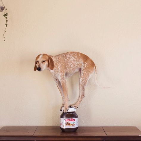 Maddie the Coonhound Standing on Things (Part 4) - My Modern Metropolis Appaloosa, Crazy Dog, Quarter Horse, Sweet Animals, Animals Friends, Dog Life, I Love Dogs, Beautiful Creatures, Dog Love