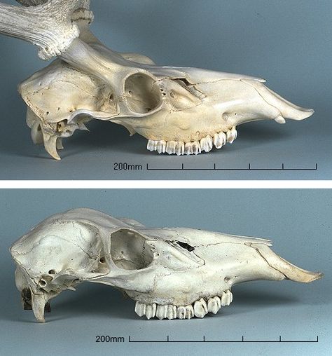 Deer Skeleton, Elk Skull, Male Deer, Horse Skull, Skull Reference, Vulture Culture, Deer Skull, Leather Ideas, Deer Skulls