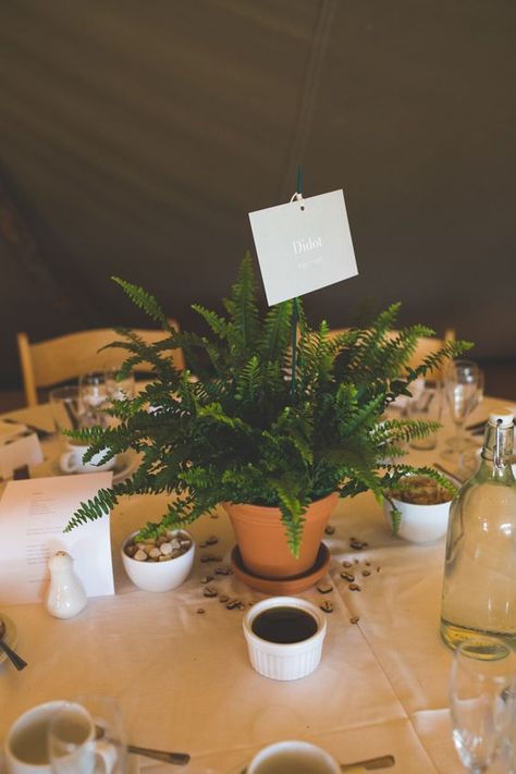 Potted Plant Centerpieces, Fern Centerpiece, Plant Centerpieces, Fern Wedding, Natural Pretty, Candy Wedding, Expensive Flowers, Wedding Plants, Wedding Whimsical