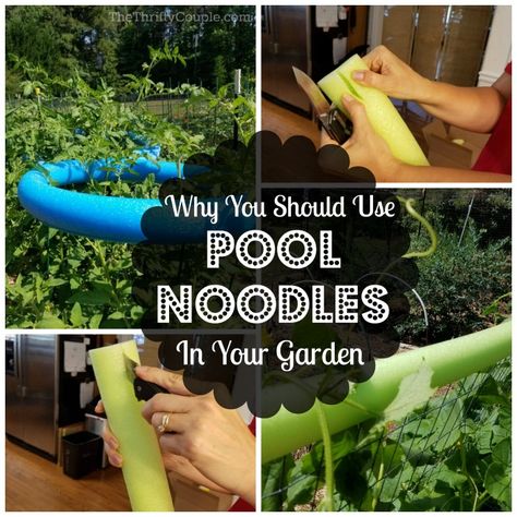 Why You Should Use Pool Noodles In Your Garden (Pool Noodle Gardening Hacks) #pool #poolnoodle #gardening #garden #gardens #gardenideas #gardeningtips #gardeninghacks Noodles Ideas, Pool Noodle Crafts, Garden Hacks Diy, Garden Hacks, Gardening Hacks, Plant Hacks, Pool Noodle, Diy Pool, Pool Noodles