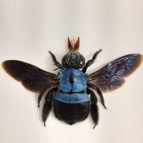 Blue Carpenter Bee, Skulls Art, Butterfly Taxidermy, Insect Taxidermy, Carpenter Bee, Bees And Wasps, White Shadow, Bee Art, Art Studies