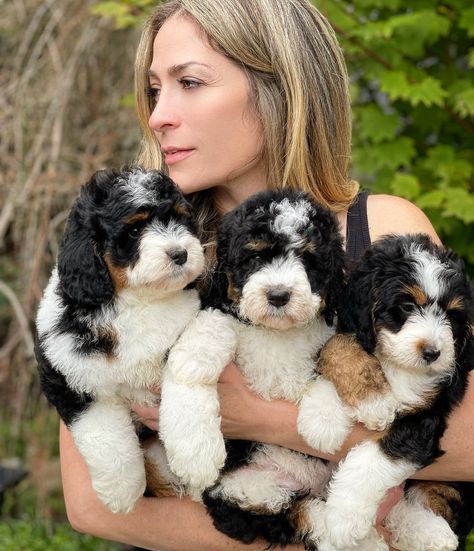 Puppies Available Now! We have a limited selection of puppies available for purchase that will be ready to go home right away! We have a wide selection of Bernedoodles, Aussiedoodles, Aussie Mountain Doodles, and we offer boarding and training packages so you bring home a fully trained puppy. Mini Bernie Doodle, Aussie Bernedoodle, Aussiedoodle Mini, Mini Ausidoodle Puppies, Ausidoodle Puppies, Australian Doodle, Aussie Doodle, Mini Aussiedoodle, Shipoo Puppies