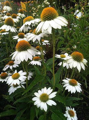 White Swan Coneflower Pow Wow White Coneflower, White Swan Coneflower, Coneflower Landscaping, Driveway Plants, Gardening Notebook, White Coneflower, Gray Gardens, Front Flower Beds, Garden 2023