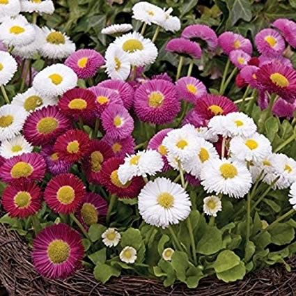 English Daisy, Rainy Winter, Climate Zones, Liquid Fertilizer, Flower Garden, Soil, Seeds, Daisy, Plants