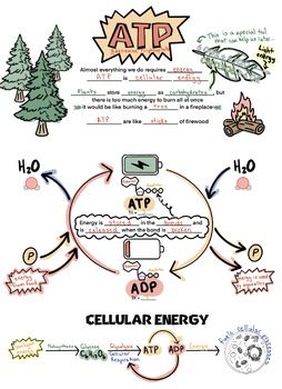 Doodle notes and presentation to walk your class through the cycling of ATP to ADP and back again. It discusses ATP as it relates to cellular energy. The end has a short diagram linking the concept to photosynthesis and cellular respiration.Credits and links to other helpful products can be found on the last slide of the presentation. Biology Doodle Notes, Atp Biology Notes, Atp Adp Cycle, Cellular Respiration Diagram, Cellular Respiration Notes, Atp Biology, Photosynthesis Notes, Chromosome Structure, Science Art Drawings