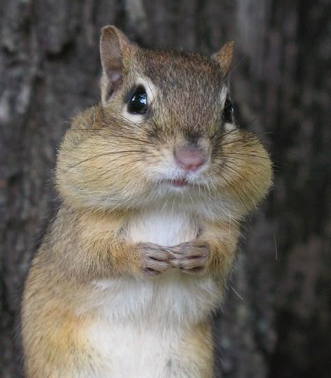 Cute Squirrel, A Squirrel, Animal References, Rodents, Little Animals, Cute Pets, Chipmunks, Squirrels, Cute Little Animals