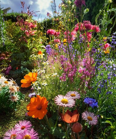 Facebook Overgrown Flower Garden, Overgrown Flower Bed, Wildflower Yard, Laying In Wildflowers, Huge Flower Garden Aesthetic, Wildflower Pasture, Flower Garden Pictures, Dreamcore Flower Field, Garden Picture