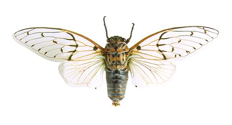 Milky Cicada (Ayuthia spectabilis) Ghost Cicada, Cicada Wings, Relaxing Things To Do, Open Wings, Taxidermy Art, Insect Collection, Bed Bugs, Bugs And Insects, Taxidermy