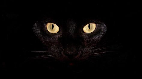 #black #cool #dark laptop background #black #cool #dark laptop background #720P #wallpaper #hdwallpaper #desktop Cat Pokemon, The Master And Margarita, Scary Cat, Laptop Backgrounds, Wallpaper Laptop, A Black Cat, Black Cat Eyes, Fb Covers, Original Wallpaper