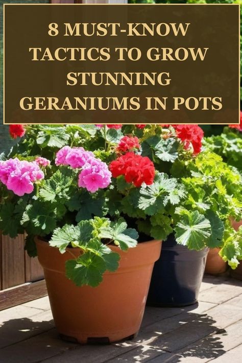 Discover the simple steps on how to grow geraniums in pots with ease. From selecting the right container and soil, to proper watering and sunlight requirements, these vibrant blooms can thrive in your garden or balcony. Follow our guide to keep your geraniums healthy and blooming all season long. Whether you're a novice gardener or have a green thumb, growing geraniums in pots can be a rewarding experience that adds color and beauty to your outdoor space. Geraniums In Pots Indoors, Geranium In Pots, Growing Geraniums In Pots, How To Keep Geraniums Blooming, Geranium Indoors, Florist Beginner, How To Grow Geraniums, Pruning Geraniums, Geraniums In Pots