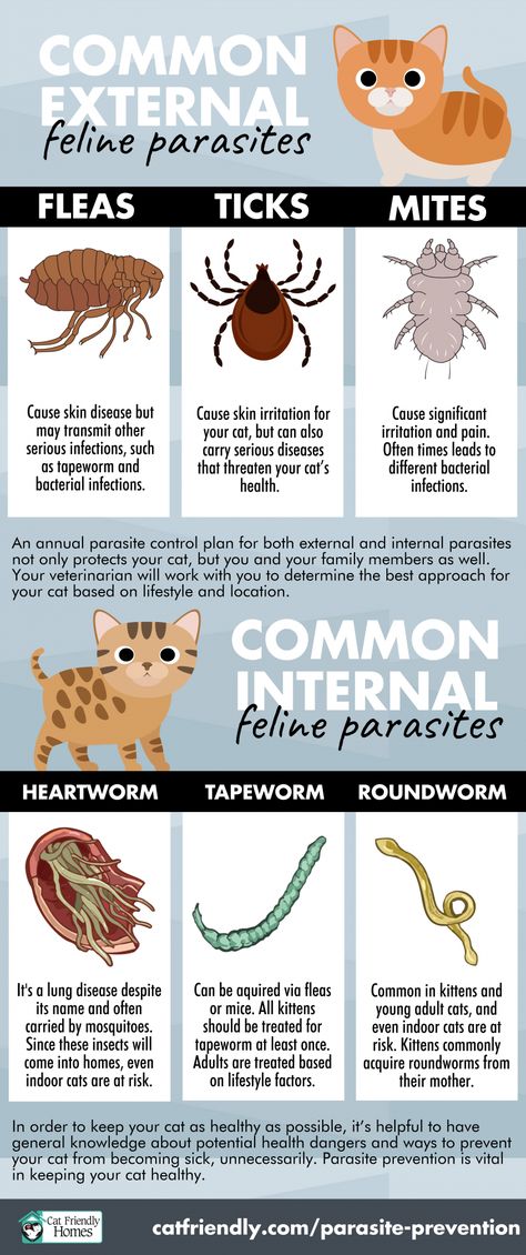 Parasite Prevention - Cat Friendly Homes Ticks On Cats, Cat Dewormer, Cat Knowledge, Spoiled Cats, Cat Vet, Cat Advice, Cat Tips, Cat Skin, Cat Language