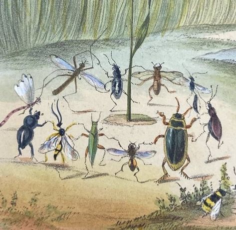 Bugs Dancing, Bug Party, Storybook Art, Cool Bugs, Bug Art, Forest Creatures, Insect Art, Silly Animals, Funky Art